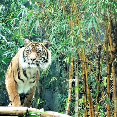 老虎头微信头像第1张