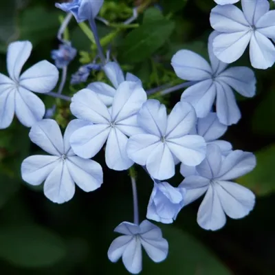 清新花朵微信头像第1张