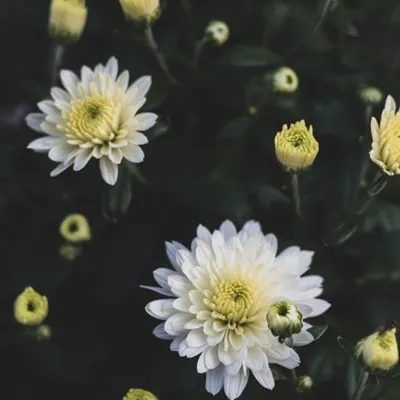 好看白色花朵微信头像第1张