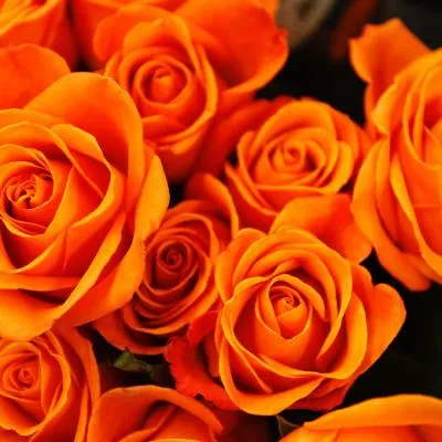 玫瑰微信头像高清图片第1张