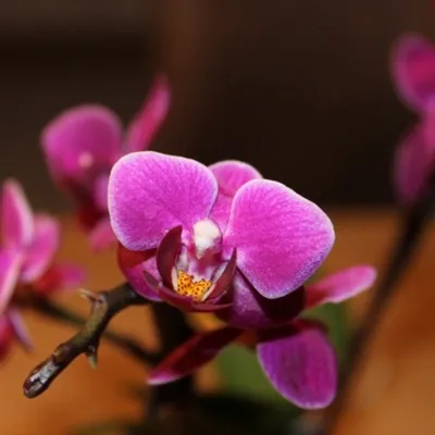 各种颜色的蝴蝶兰花朵做微信头像第1张