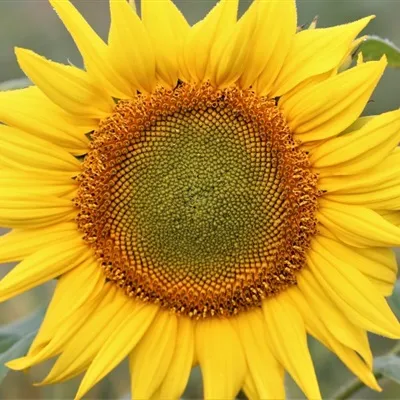 向日葵微信头像图片第1张