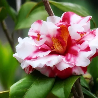 微信花儿头像第1张