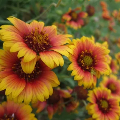 好看的花朵微信头像第1张