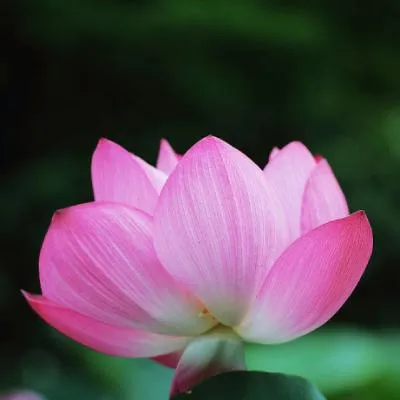 适合妈妈的头像第1张