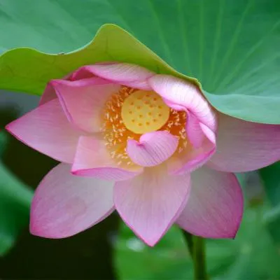 老年人微信头像图片第1张