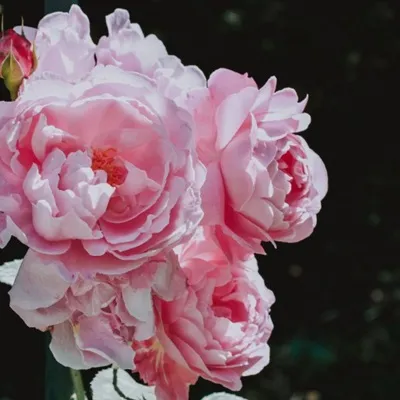 粉色康乃馨微信头像第1张