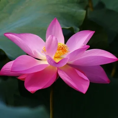 40岁左右女人微信头像第1张