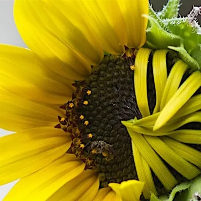 适合微信头像向日葵花第1张