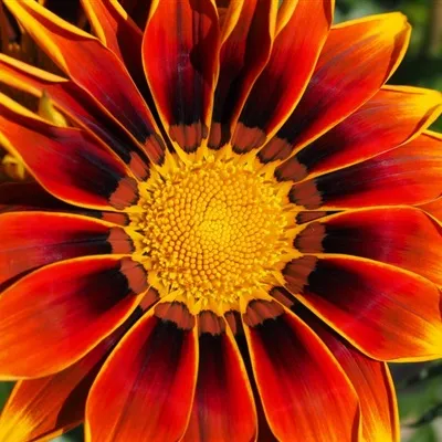 女人微信头像花朵图片第1张