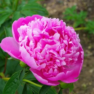 风景鲜花微信头像第1张