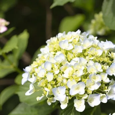 适合中年妈妈微信头像第1张