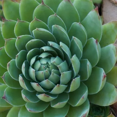 多肉植物微信头像第1张