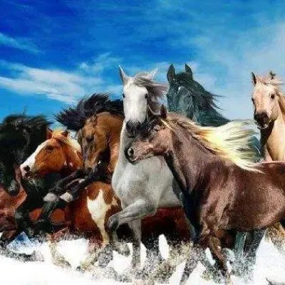 微信头像骏马图第1张