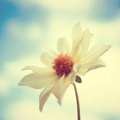 适合50岁女人的微信头像第1张