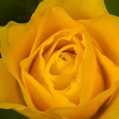 黄玫瑰微信头像第1张