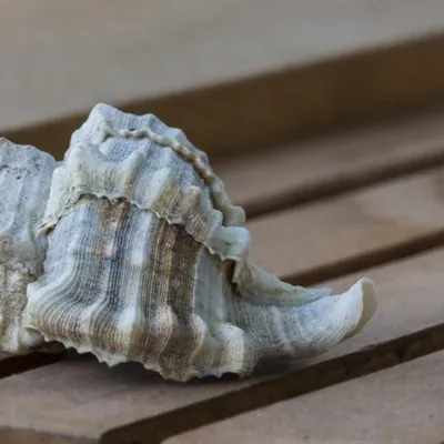 微信头像海螺图片第1张