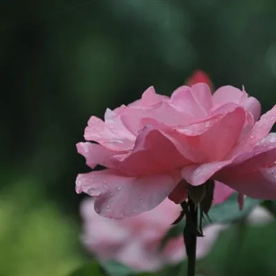 红色月季花微信头像第1张