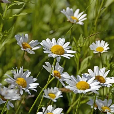 白色小花头像第1张