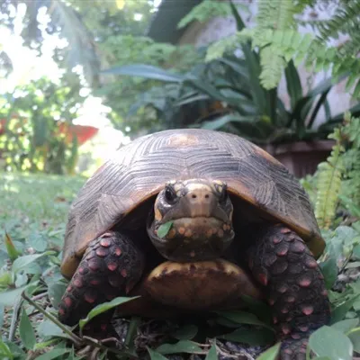 大乌龟头像第1张