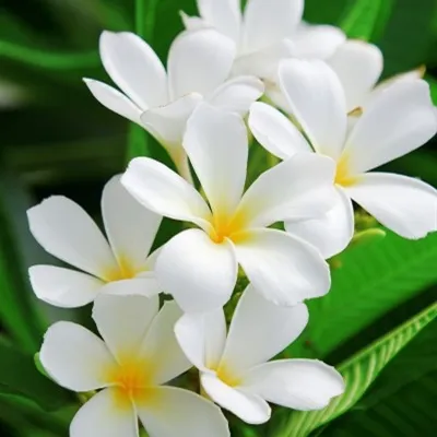 花图片头像第1张