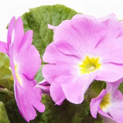 鲜艳花朵头像第1张