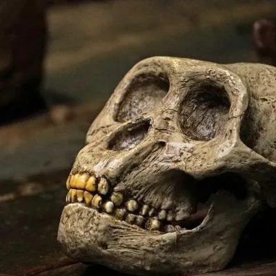 骷髅QQ头像第1张