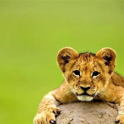 高清雄狮头像第1张