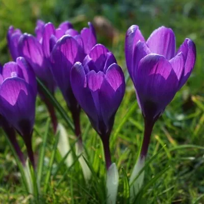 紫色花头像第1张