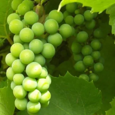 微信葡萄头像第1张