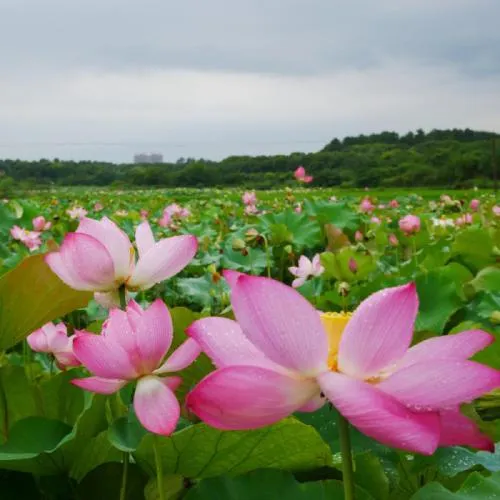 适合妈妈高雅微信头像第1张