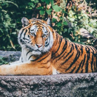 猛虎霸气头像第1张