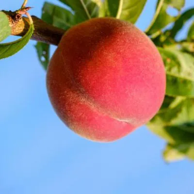 水果头像唯美第1张