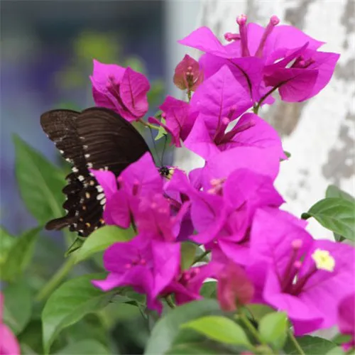 紫色花朵头像第1张