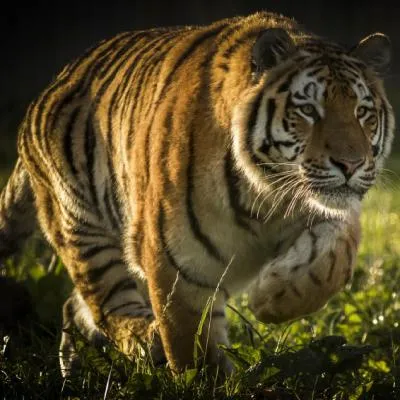 威猛的老虎美图头像第1张