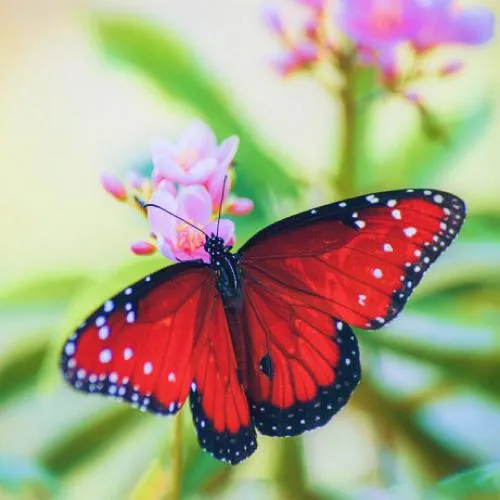 微信蝴蝶头像第1张