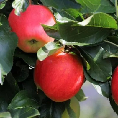 红苹果微信头像第1张