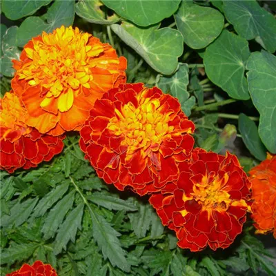 微信头像图片黄颜色花第1张