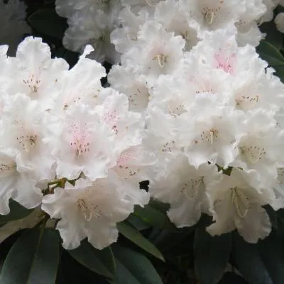 好看的杜鹃花微信头像第1张