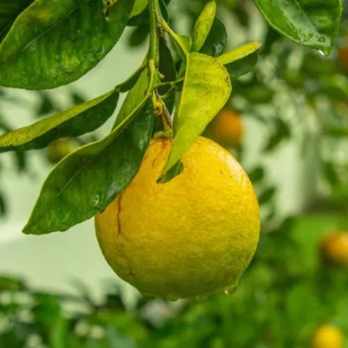 柠檬头像图片第1张