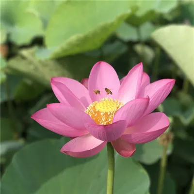 漂亮的莲花微信头像第1张