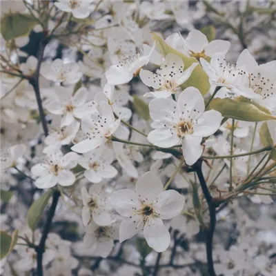 樱花唯美头像第1张