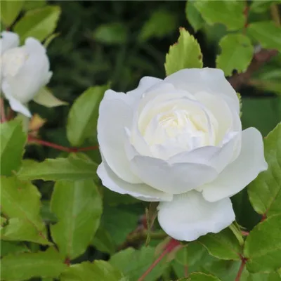 白玫瑰微信头像第1张