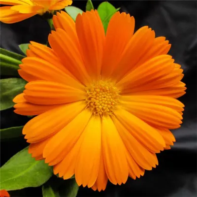 个性微信头像花朵第1张