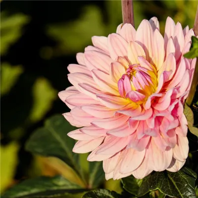 美丽一朵花头像第1张