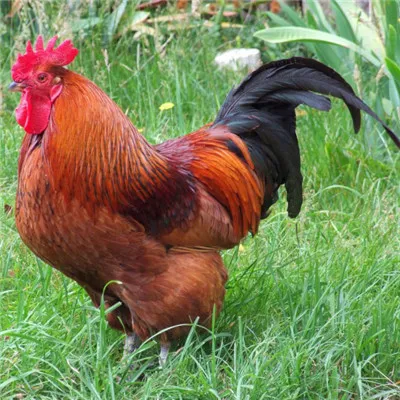 雄赳赳的微信公鸡头像第1张