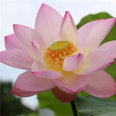 荷花微信头像第1张