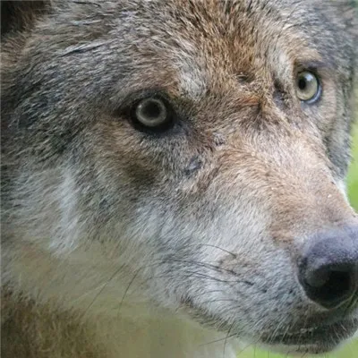 唯美真狼头像第1张