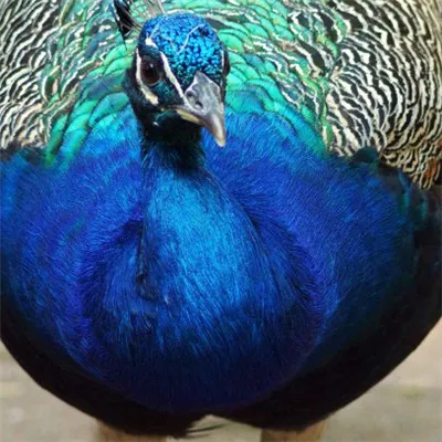 孔雀微信高清头像第1张