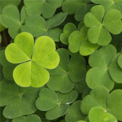 微信三叶草头像第1张